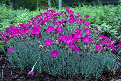 Flamethrower witch dianthus infographics